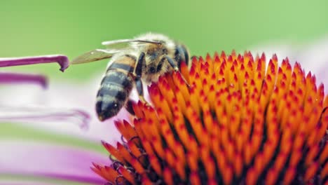 Honigbiene-Sammelt-Pollen-Von-Purpursonnenblume