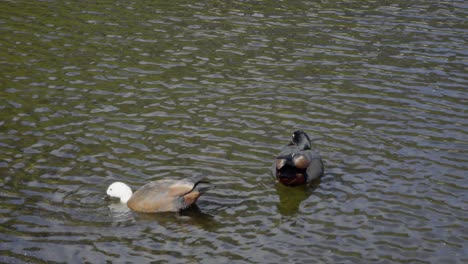 A-pair-of-Paradise-Ducks-feeding-in-a-lake