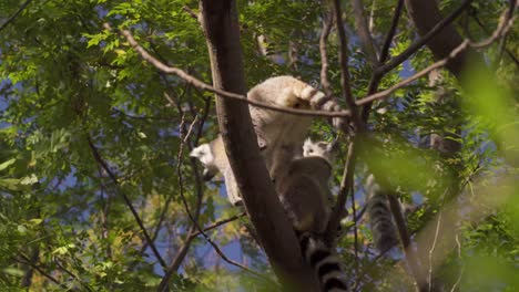 Ring-tailed-Lemurs--lemur-species