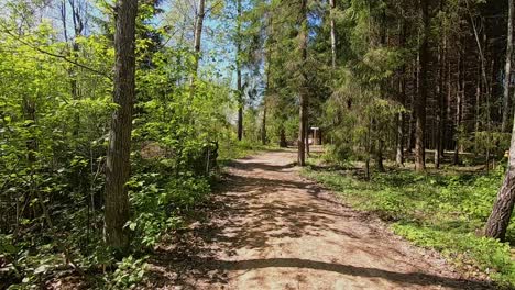 Walk-along-the-forest-trail