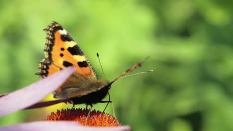 close-up-macro-shot-of-orange-Small-tortoiseshell-butterfly-sitting-on-purple-cone-flower-and-pollinating-it