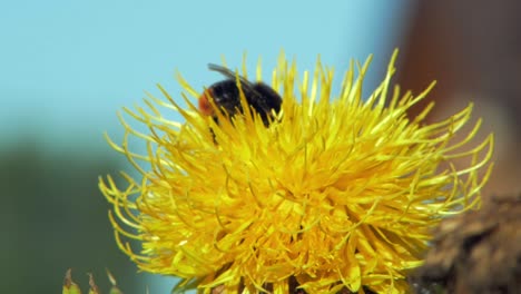 bumble-bee-on-a-yellow-flower-dandelion-flower-searches-for-food