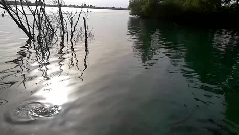 Carpas-Nadando-En-La-Superficie-Del-Lago-Y-Atrapando-Moscas,-Slomo