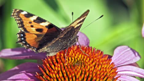 Small-tortoiseshell-butterfly-sits-on-purple-cone-flower-eating-pollen-and-pollinating-it
