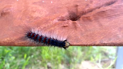 Huge-gypsy-moth-caterpillar-crawling-on-a-piece-of-wood-part2