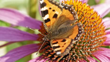 Extreme-close-up-macro-shot-of-orange-Small-tortoiseshell-butterfly-sitting-on-purple-cone-flower-and-pollinating-it