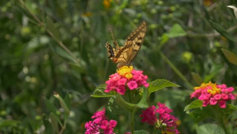 A-yellowbutterfly-on-a-pink-and-yellow-flower