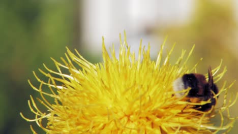 A-macro-closeup-shot-of-a-bumble-bee-on-a-yellow-flower-searching-for-food