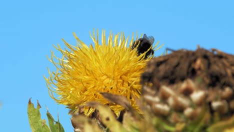 A-macro-closeup-shot-of-a-bumble-bee-on-a-yellow-flower-searching-for-food-and-flying-away