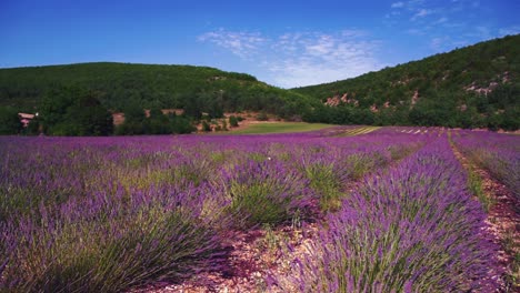 Slow-motion-scene-a-beautiful-Lavender-Field-in-the-famous-Provence-at-Côte-d'Azur-in-France