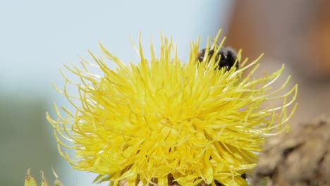 A-macro-closeup-shot-of-a-bumble-bee-on-a-yellow-flower-searching-for-food