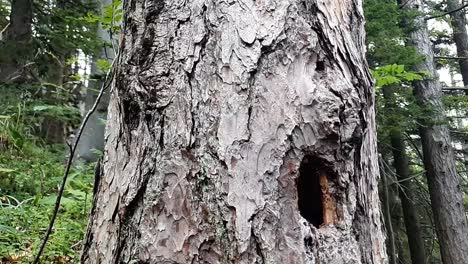 Round-woodpeacker-hole-in-the-trunk-of-the-tree