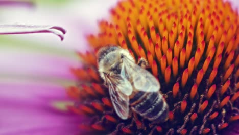 Biene-Sammelt-Pollen-Von-Purpursonnenblume