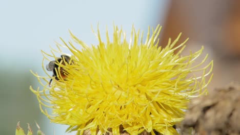 A-macro-closeup-shot-of-a-bumble-bee-walking-on-a-yellow-flower-in-search-for-food