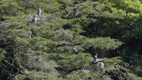 A-colony-of-Pied-Shags-nesting-in-a-Macrocarpa-tree