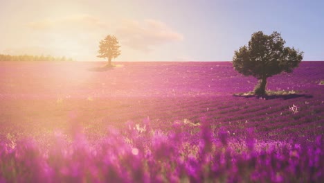4K-UHD-Cinemagraph-of-a-beautiful-Lavender-Field-in-the-famous-Provence-at-Côte-d'Azur-in-France
