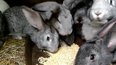 Familie-Von-Silbergrauen-Kaninchen,-Die-Getreide-Essen
