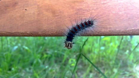 Huge-gypsy-moth-caterpillar-crawling-on-a-piece-of-wood-part3