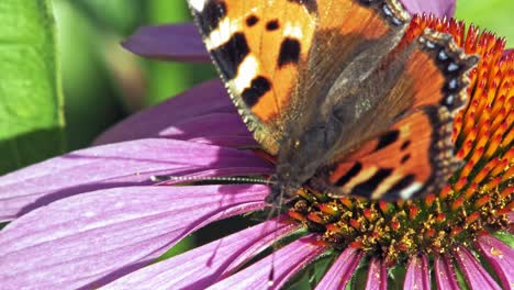 Kleiner-Schildpatt-Schmetterling-Sitzt-Auf-Purpursonnenhut,-Frisst-Pollen-Und-Bestäubt-Ihn