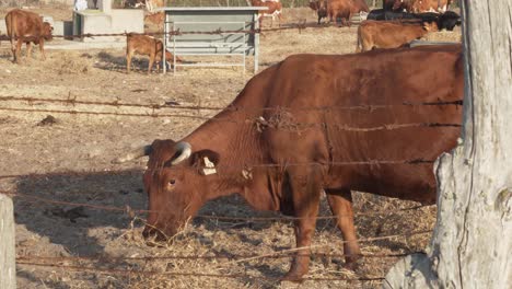 Vaca-Marrón-Comiendo-Hierba-Seca-En-El-Sur-De-España