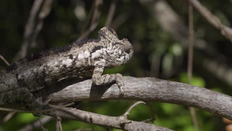 Camaleón-Marrón-Escondido-En-Madagascar