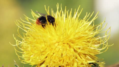 a-bumble-bee-lands-on-a-yellow-dandelion-flower-and-walks-on-its-surface