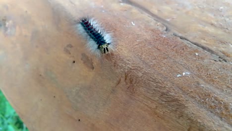 Huge-gypsy-moth-caterpillar-crawling-on-a-piece-of-wood-part4