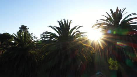 Drohnenaufnahme-Mehrerer-Palmen,-Die-Während-Der-Goldenen-Sonnenuntergangsstunde-Mit-Sonneneruption-Und-Klarem-Blauem-Himmel-In-Los-Angeles,-Kalifornien,-Nach-Links-Schwenken