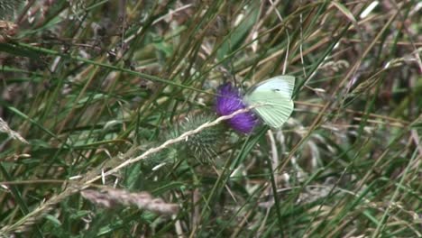 Ein-Kleiner-Gewöhnlicher-Weißer-Schmetterling,-Der-Sich-Auf-Einer-Distel-In-Der-Landschaft-Von-Rutland-Niederließ