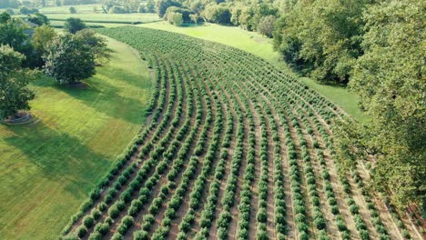 Descending-aerial-drone-shot-above-field-of-marijuana-plants-bushes-growing-in-long-rows-for-industrial-hemp
