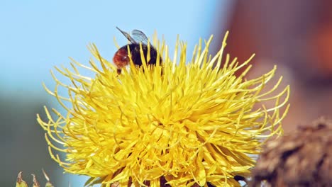 bumble-bee-lands-on-yellow-dandelion-flower-pollinates-it-and-flies-away