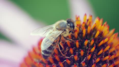 Honigbiene-Sammelt-Pollen-Von-Purpursonnenblume