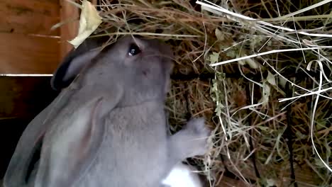 Gray-bunny-reaching-for-hay-in-a-wooden-cage