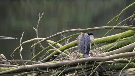 A-Pied-Shag-sitting-in-it's-nest-while-it-grooms-itself
