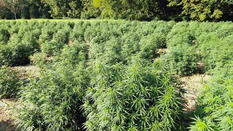 Close-up-turning-shot-above-field-full-of-green-growing-marijuana-plants-in-Pennsylvania