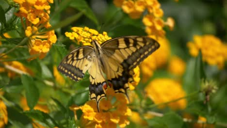 A-yellow-butterfly-on-a-yellow-flower