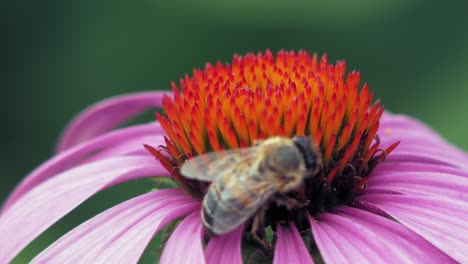 Honigbiene-Sammelt-Pollen-Von-Einer-Purpurroten-Und-Orangefarbenen-Kegelblume