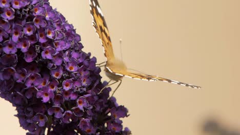Kleiner-Schildpatt-Schmetterling-Sitzt-Auf-Violetten-Blüten,-Frisst-Pollen-Und-Bestäubt-Sie