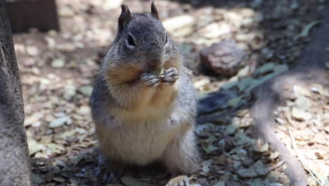 Eichhörnchen,-Das-Einen-Samen-Am-Fuß-Eines-Baumes-Frisst