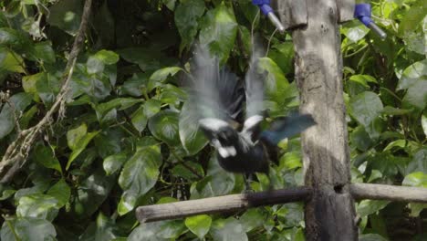 A-Tui-taking-off-from-a-drinking-station-in-slow-motion