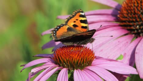 Kleiner-Schildpatt-Schmetterling-Frisst-Pollen-Von-Sonnenhut-Und-Bestäubt-Ihn
