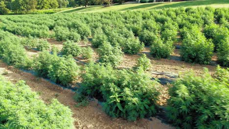 Low-flying-drone-shot-of-field-of-hemp-marijuana-plants-in-Pennsylvania-on-beautiful-sunny-afternoon
