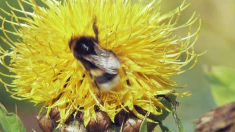 Hummel-Sammelt-Pollen-Von-Gelben-Löwenzahnblüten