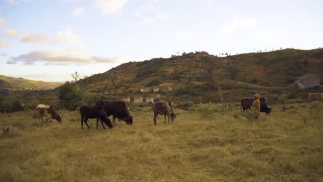 Madagascar---a-herd-of-zebu-in-a-rural-context
