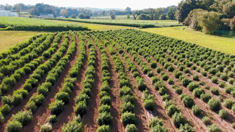 Forward-dolly-aerial-shot-of-field-full-of-hemp-plants-growing-in-Lancaster-County-Pennsylvania