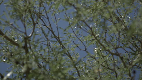Tree-leaves-blowing-in-the-breeze-handheld-shot-with-shallow-depth-of-field