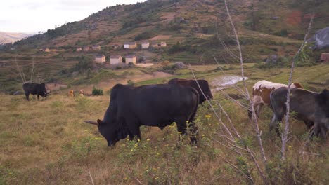 Madagascar---a-herd-of-zebu-in-a-rural-context