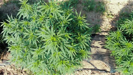 Extreme-Nahaufnahme-Von-Marihuana-Pflanzen,-Die-In-Ordentlichen-Reihen-Wachsen,-Mit-Schwarzem-Kunststoff,-Der-Den-Boden-Für-Pflanzen-Warm-Hält