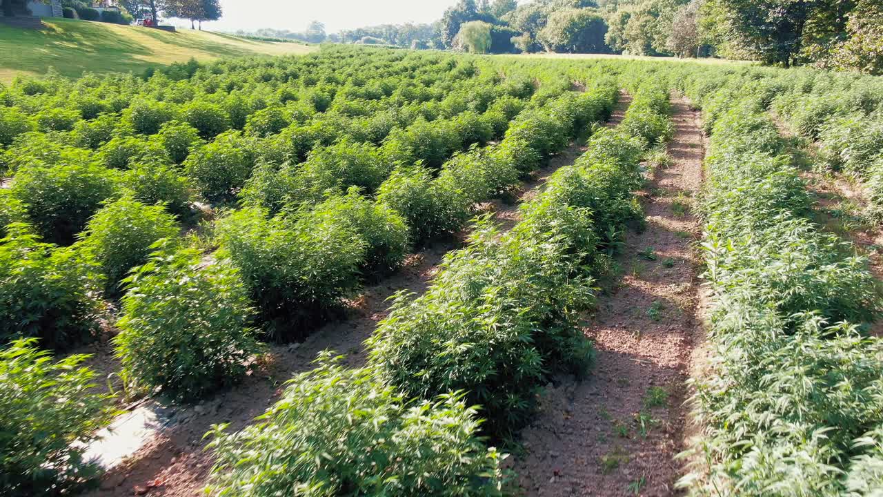 Dahod police busts cannabis plantation with the aid of AI and Drones