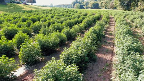 Slow-flying-drone-shot-above-marijuana-plants,-weed-growing-in-long-rows-in-Pennsylvania-field